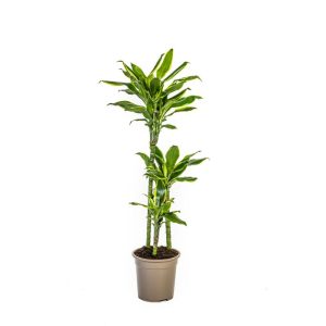 Duftender Drachenbaum „Golden Coast“, Topf Ø 21 cm Duftender Drachenbaum „Golden Coast“, Topf Ø 21 cm