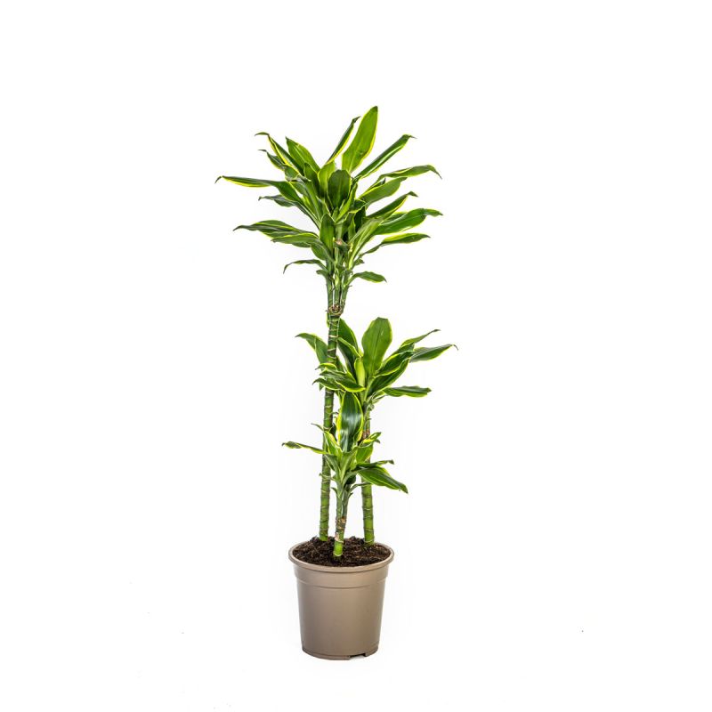 Duftender Drachenbaum „Golden Coast“, Topf Ø 21 cm