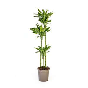 Duftender Drachenbaum „Golden Coast“, Topf Ø 24 cm Duftender Drachenbaum „Golden Coast“, Topf Ø 24 cm