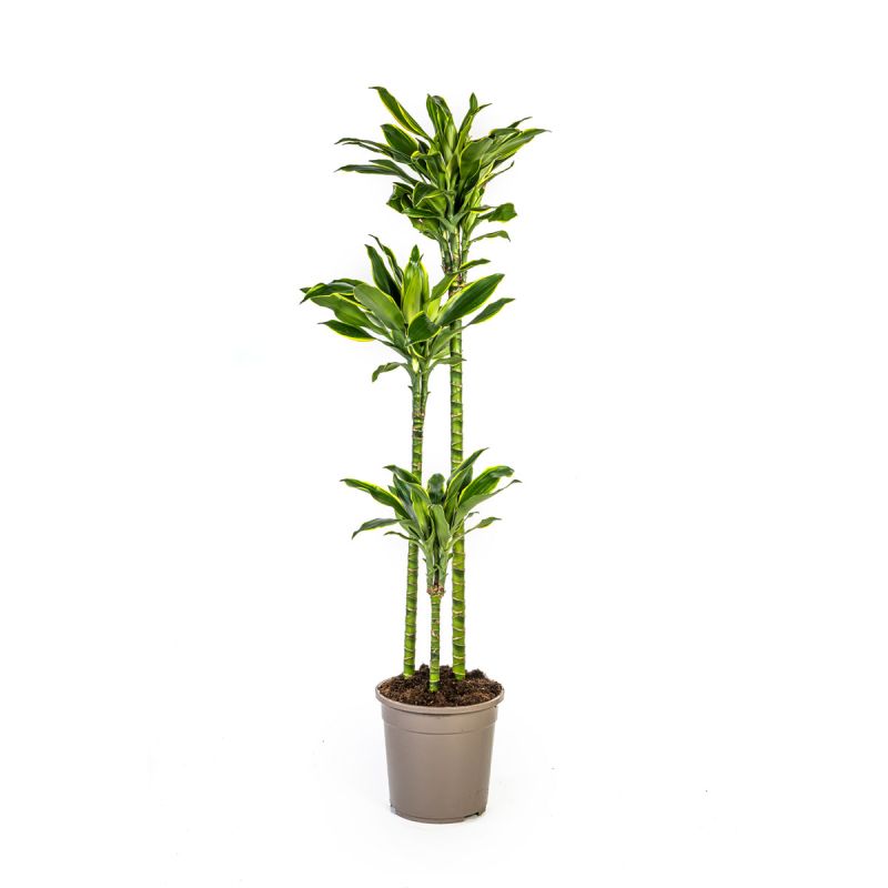 Duftender Drachenbaum „Golden Coast“, Topf Ø 24 cm