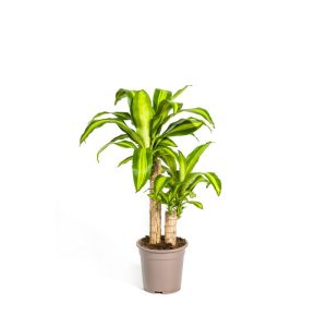 Duftender Drachenbaum „Massangeana“, Topf Ø 19 cm Duftender Drachenbaum „Massangeana“, Topf Ø 19 cm