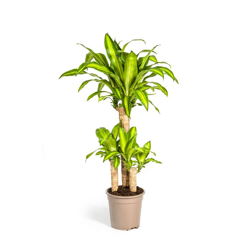 Duftender Drachenbaum „Massangeana“, Topf Ø 21 cm