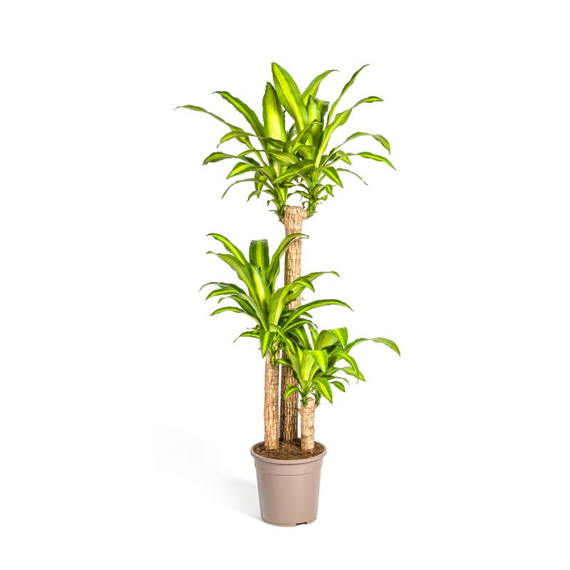 Duftender Drachenbaum „Massangeana“, Topf Ø 24 cm