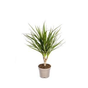 Gerandeter Drachenbaum „Green“, 4 Stück, Topf Ø 12 cm Gerandeter Drachenbaum „Green“, 4 Stück, Topf Ø 12 cm