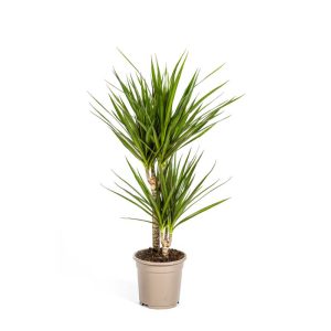 Gerandeter Drachenbaum „Green“, Topf Ø 17 cm Gerandeter Drachenbaum „Green“, Topf Ø 17 cm