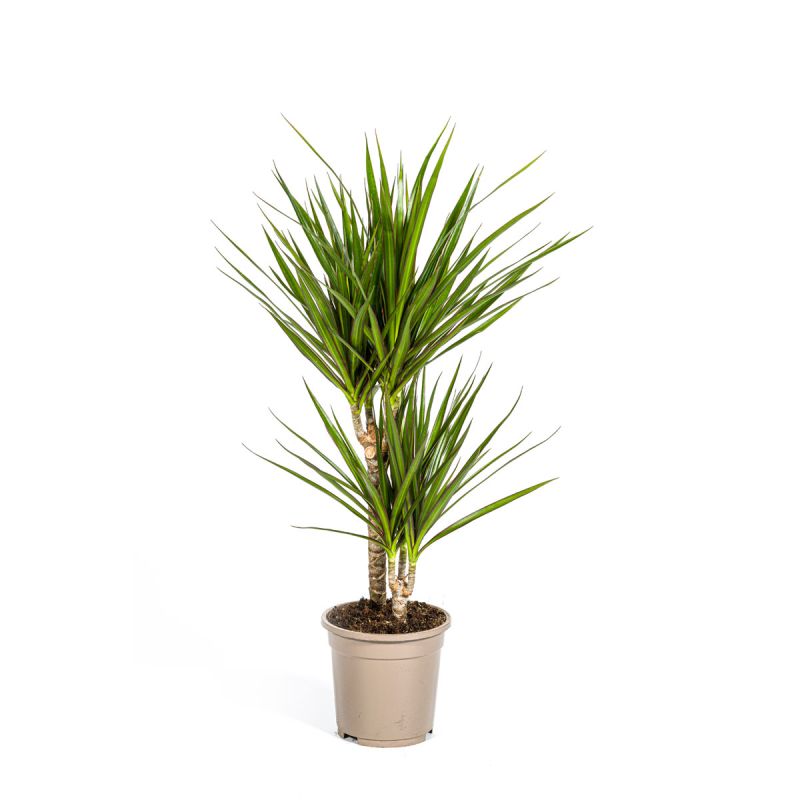 Gerandeter Drachenbaum „Green“, Topf Ø 17 cm