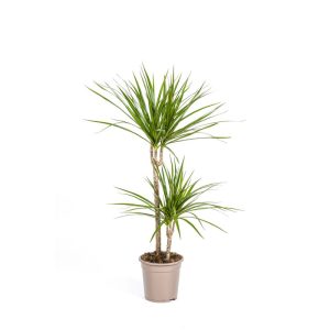 Gerandeter Drachenbaum „Green“, Topf Ø 19 cm Gerandeter Drachenbaum „Green“, Topf Ø 19 cm