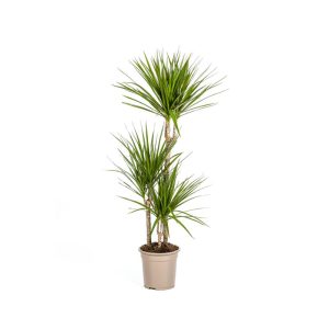 Gerandeter Drachenbaum „Green“, Topf Ø 21 cm Gerandeter Drachenbaum „Green“, Topf Ø 21 cm