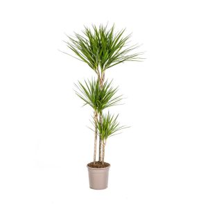 Gerandeter Drachenbaum „Green“, Topf Ø 24 cm Gerandeter Drachenbaum „Green“, Topf Ø 24 cm