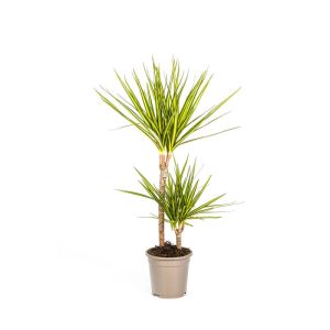 Gerandeter Drachenbaum „Sunray“, Topf Ø 17 cm Gerandeter Drachenbaum „Sunray“, Topf Ø 17 cm