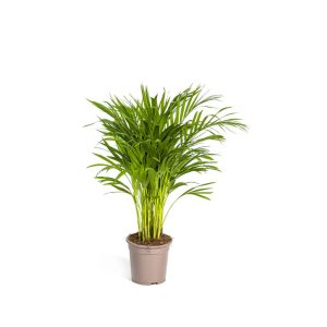 Goldfruchtpalme, Topf Ø 19 cm Goldfruchtpalme, Topf Ø 19 cm