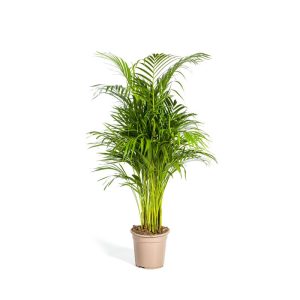 Goldfruchtpalme, Topf Ø 21 cm Goldfruchtpalme, Topf Ø 21 cm