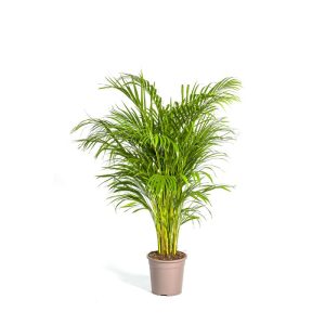 Goldfruchtpalme, Topf Ø 24 cm Goldfruchtpalme, Topf Ø 24 cm