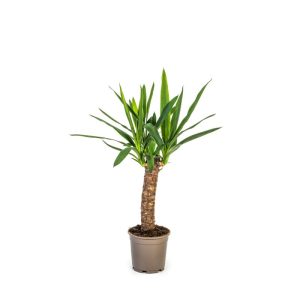 Yucca-Palme, 4 Stück, Topf Ø 13 cm Yucca-Palme, 4 Stück, Topf Ø 13 cm