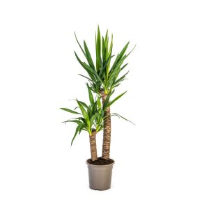 Yucca-Palme, Topf Ø 19 cm Yucca-Palme, Topf Ø 19 cm