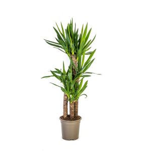 Yucca-Palme, Topf Ø 21 cm Yucca-Palme, Topf Ø 21 cm