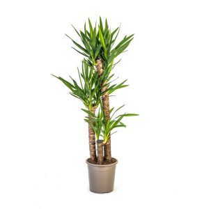 Yucca-Palme, Topf Ø 24 cm Yucca-Palme, Topf Ø 24 cm