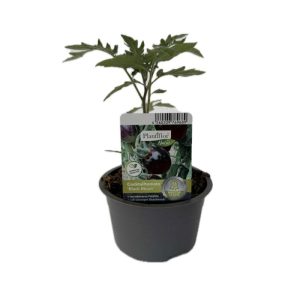 Schwarze Cocktailtomate "Black Moon" Topf Durchmesser T10,5 Schwarze Cocktailtomate "Black Moon" Topf Durchmesser T10,5