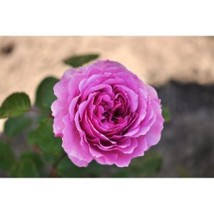 Beetrose 'Adore Aroma®' Beetrose 'Adore Aroma®'