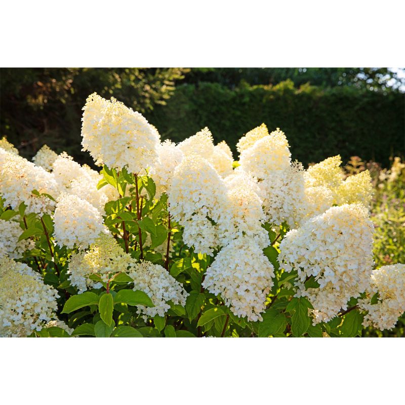 Rispenhortensie Living Creations(R) pink
