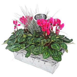 Bepflanztes Gefäß Zinkschale mit Rattanrand 31 x 13 cm Bepflanztes Gefäß Zinkschale mit Rattanrand 31 x 13 cm