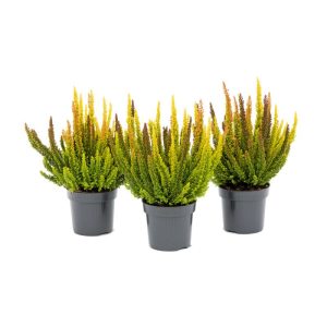 Plantiflor Knospenblüherheide Calluna Beauty Ladies Topf-⌀ 6 cm Plantiflor Knospenblüherheide Calluna Beauty Ladies Topf-⌀ 6 cm