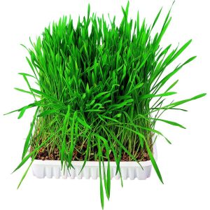 Trixie Kleintiergras 100g