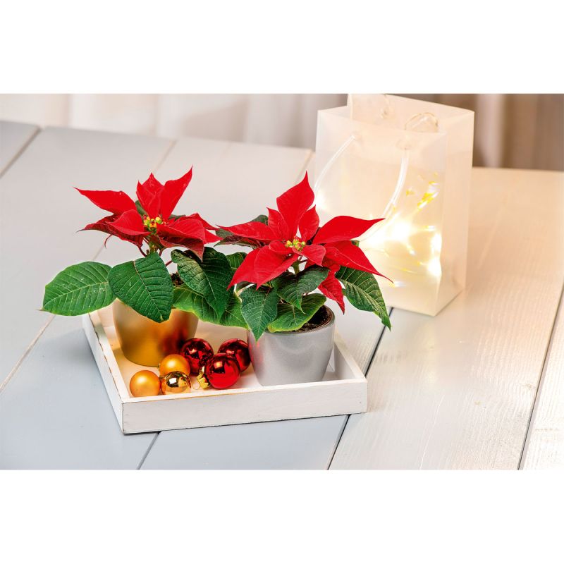 Plantiflor Weihnachtsstern Mini