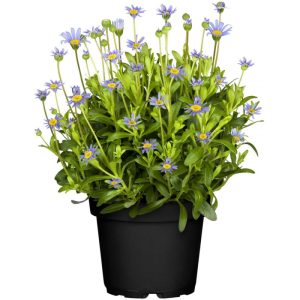 Plantiflor Felicia Amelloides 11 cm Topf Plantiflor Felicia Amelloides 11 cm Topf