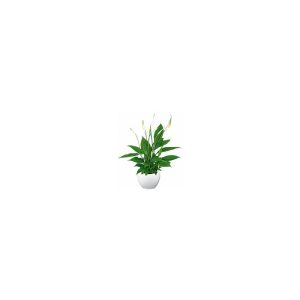 Einblatt Spathiphyllum Sweet Chico T13 Einblatt Spathiphyllum Sweet Chico T13
