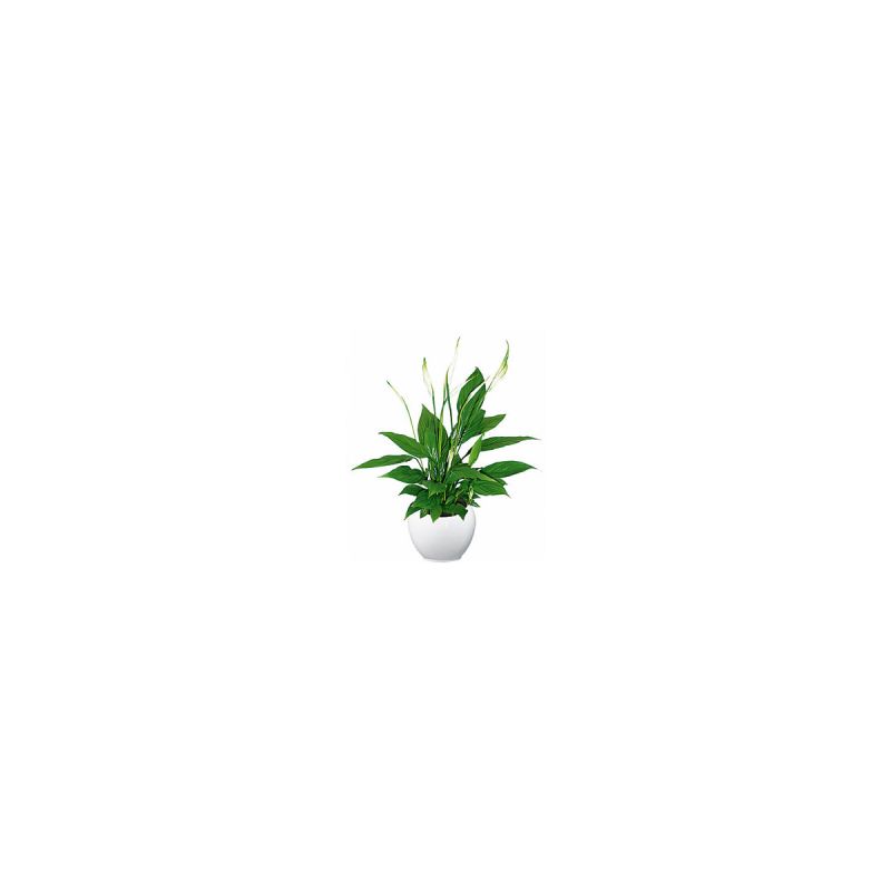 Einblatt Spathiphyllum Sweet Chico T13