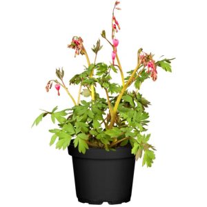 Plantiflor Dicentra spectabilis 12 cm Topf Plantiflor Dicentra spectabilis 12 cm Topf