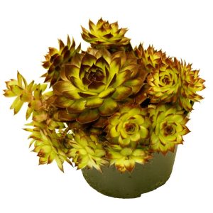Plantiflor Hauswurz Topf-Ø 10,5 cm Plantiflor Hauswurz Topf-Ø 10,5 cm