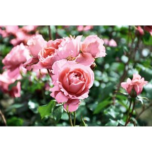 Plantiflor Kletterrose „Rosa“, Topf Ø 23 cm Plantiflor Kletterrose „Rosa“, Topf Ø 23 cm