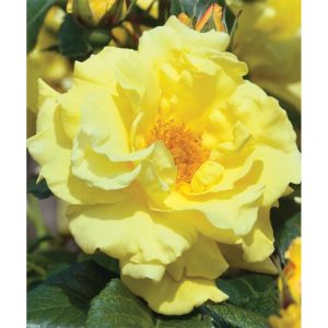 Plantiflor Kletterrose „Gelb“, Topf Ø 23 cm Plantiflor Kletterrose „Gelb“, Topf Ø 23 cm