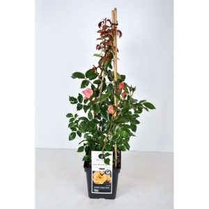Plantiflor Kletterrose „Orange“, Topf Ø 23 cm Plantiflor Kletterrose „Orange“, Topf Ø 23 cm