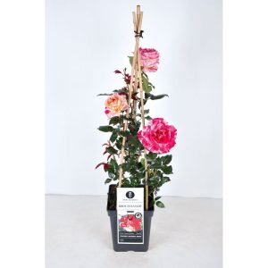 Plantiflor Kletterrose „Zweifarbig“, Topf Ø 23 cm Plantiflor Kletterrose „Zweifarbig“, Topf Ø 23 cm