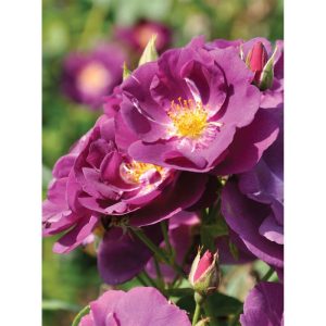 Plantiflor Kletterrose „Lila“, Topf Ø 23 cm Plantiflor Kletterrose „Lila“, Topf Ø 23 cm